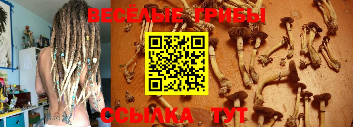 Урюпинск  Псилоцибиновые грибы Psilocybine cubensis  Вход с VPN 